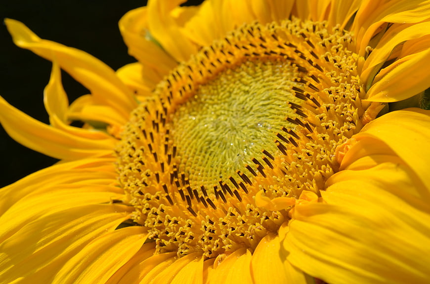 Close-up of vibrant yellow sunflower center with detailed texture
