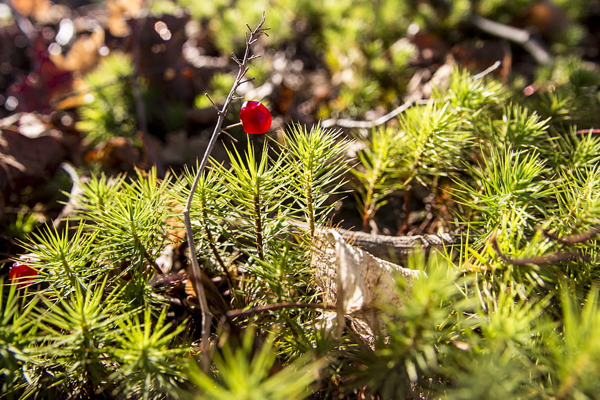 Close-up of red berry on pine branch in forest