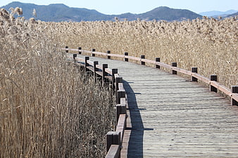 Wooden Boardwalk Winding Through Tall Dry Reeds And Mountains