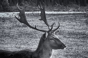 Black and white portrait of a fallow deer with large antlers