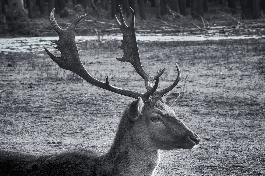 Black and white portrait of a fallow deer with large antlers