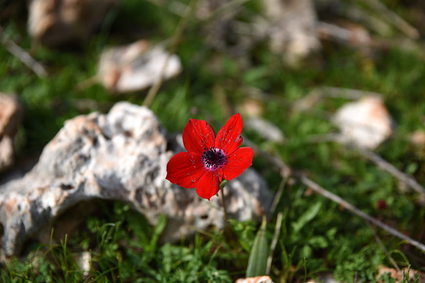 Vibrant red flower blooming near a rock in nature
