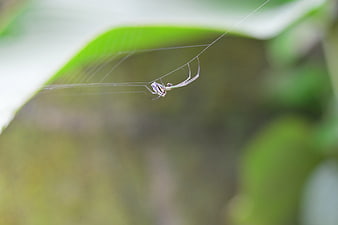 Close-up of a spider on a web in nature