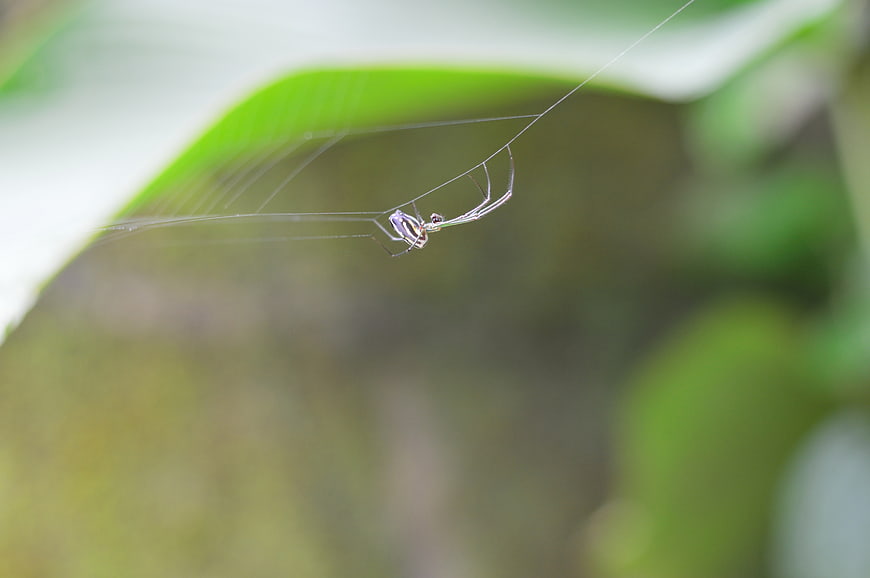 Close-up of a spider on a web in nature