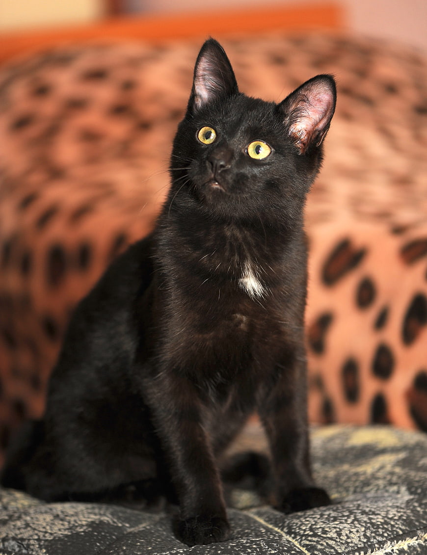 Cute Black Kitten with Yellow Eyes Sitting on Leopard Print