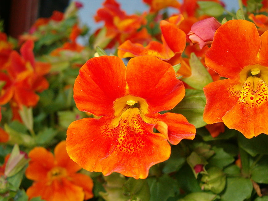 Close-up of vibrant orange Calibrachoa flowers with yellow speckles