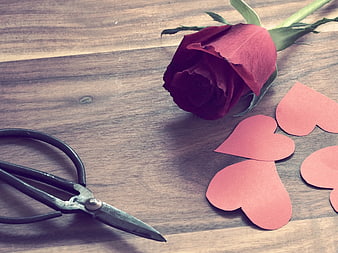 Red rose and paper hearts on wooden table with scissors