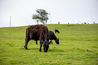 Brown cow grazing in green pasture with herd