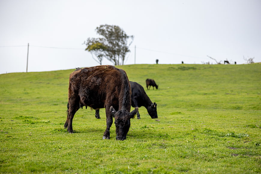 Brown cow grazing in green pasture with herd