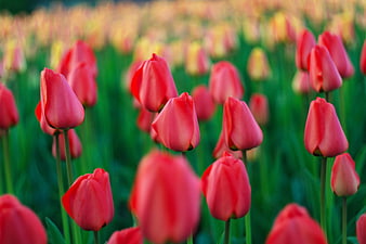 Vibrant Red Tulips in a Lush Green Field