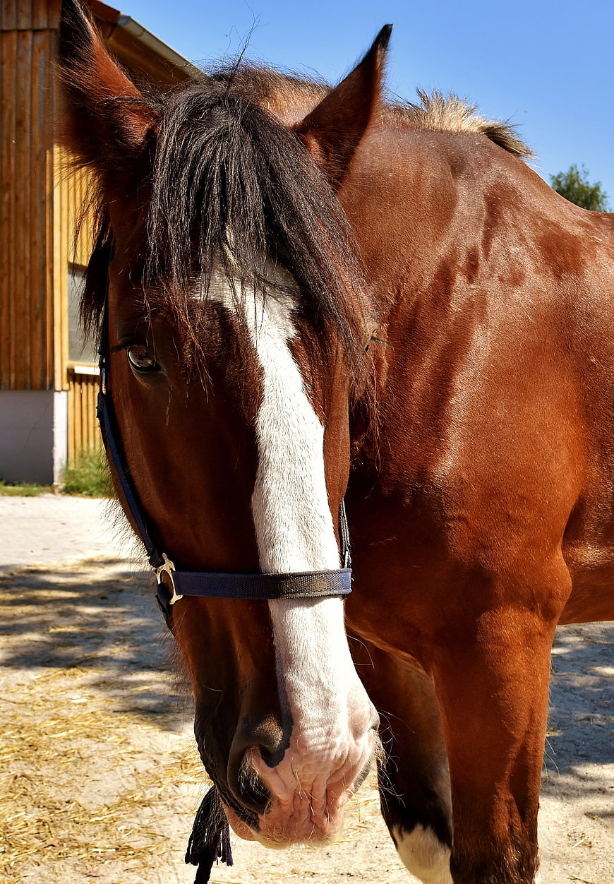 Close-up Portrait of Brown Shire Horse with White Blaze