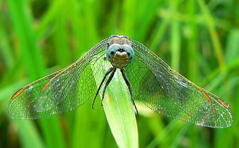 Close-up of a dragonfly on a green leaf