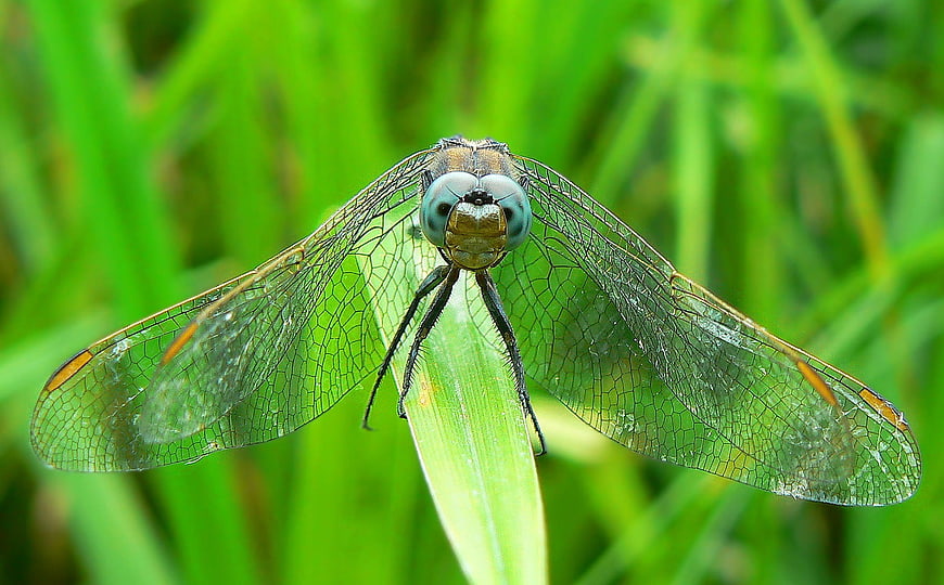 Close-up of a dragonfly on a green leaf