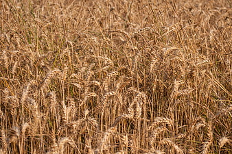 Golden Wheat Field Close-Up in Sunlight
