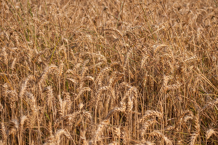Golden Wheat Field Close-Up in Sunlight