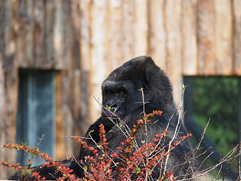 Portrait of a Gorilla Sitting Behind Red Berries