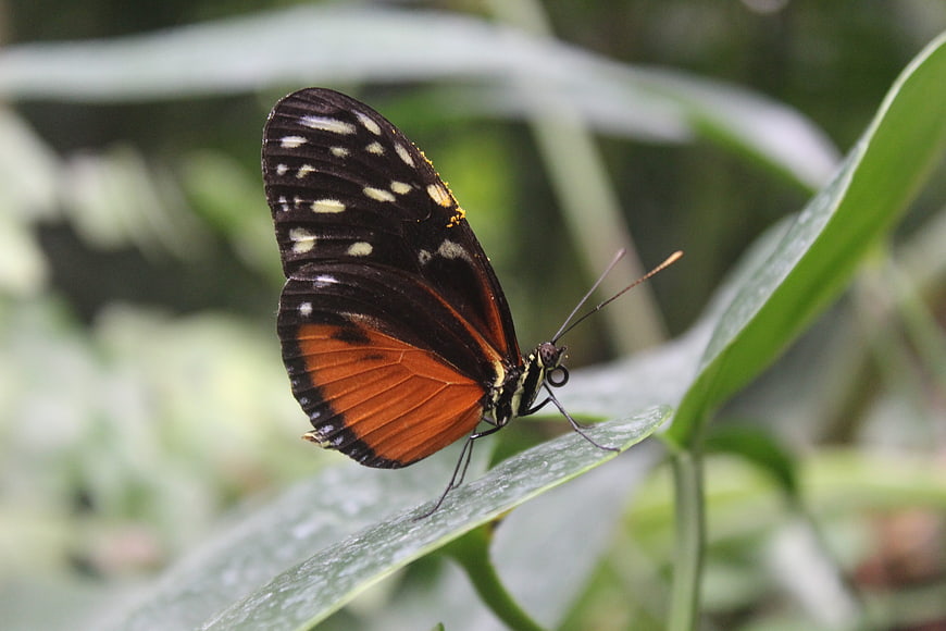 Close-up of a black and orange butterfly on a green leaf