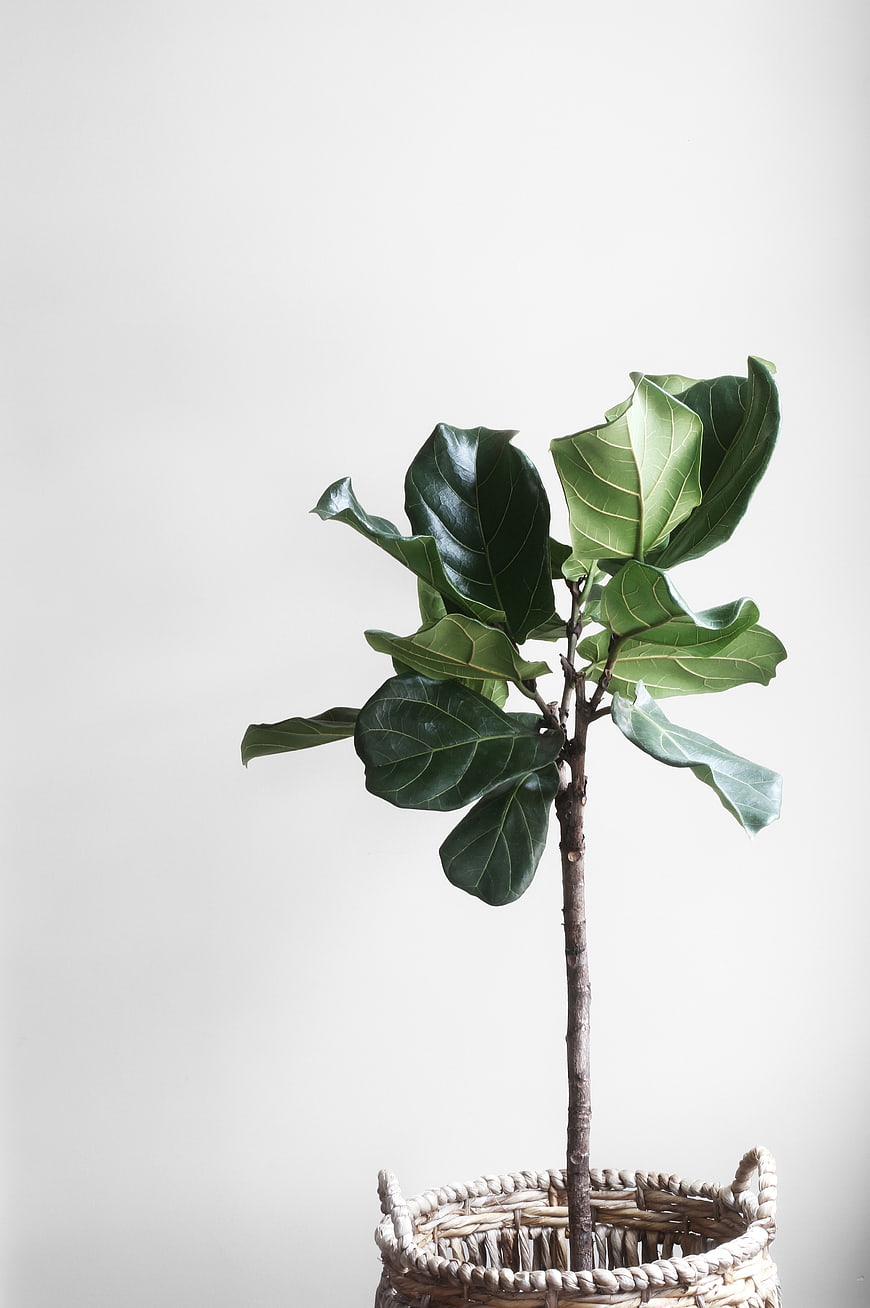 Minimalist Fiddle Leaf Fig Plant in Wicker Basket