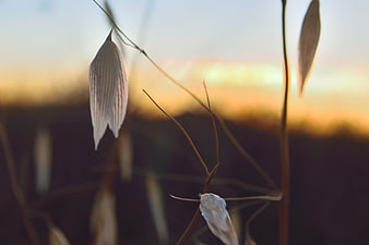 Close-up of dried oat spikes against a blurred sunset background