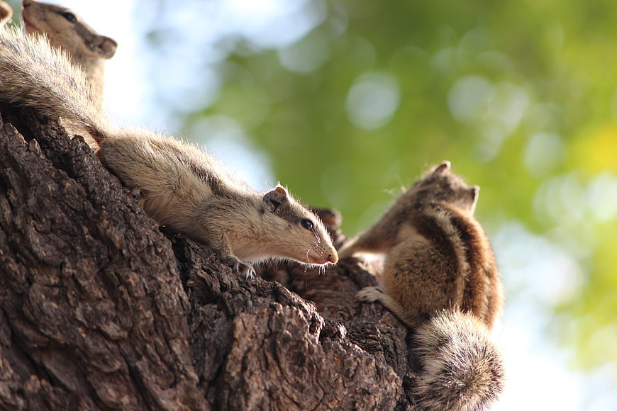 Cute chipmunks climbing on a tree trunk in nature