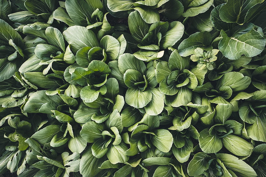 Top view of fresh pak choi leaves filling the frame