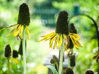 Close-up of wilting yellow coneflowers in a garden
