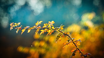 Autumn Branch With Golden Leaves Against Blurred Teal Background