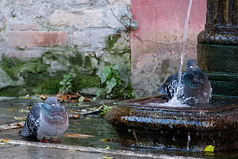 Two pigeons drinking and bathing at a stone fountain