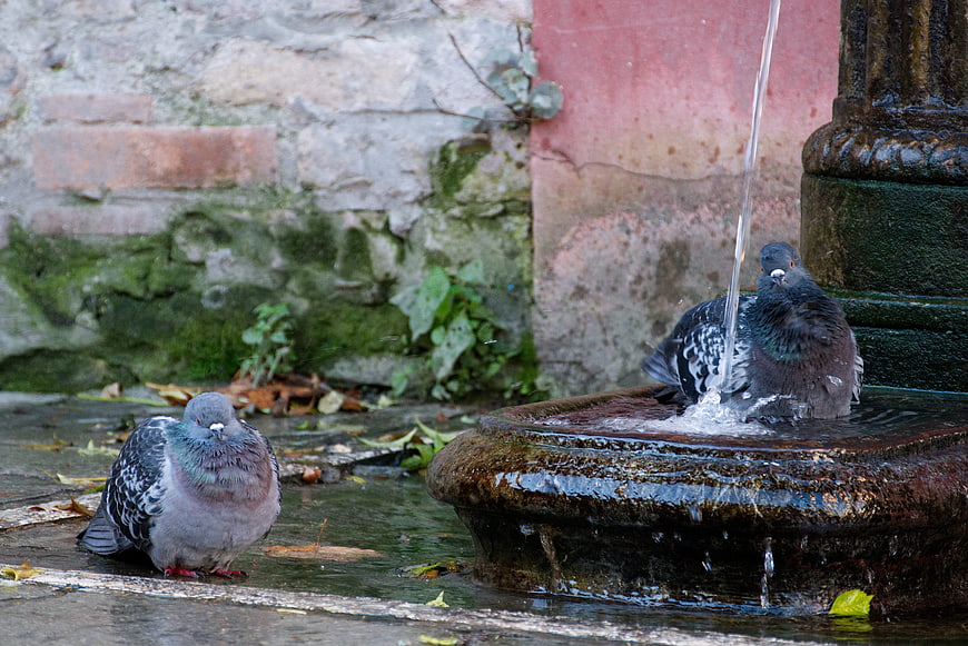 Two pigeons drinking and bathing at a stone fountain