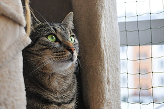Close-up of a tabby cat with green eyes looking up