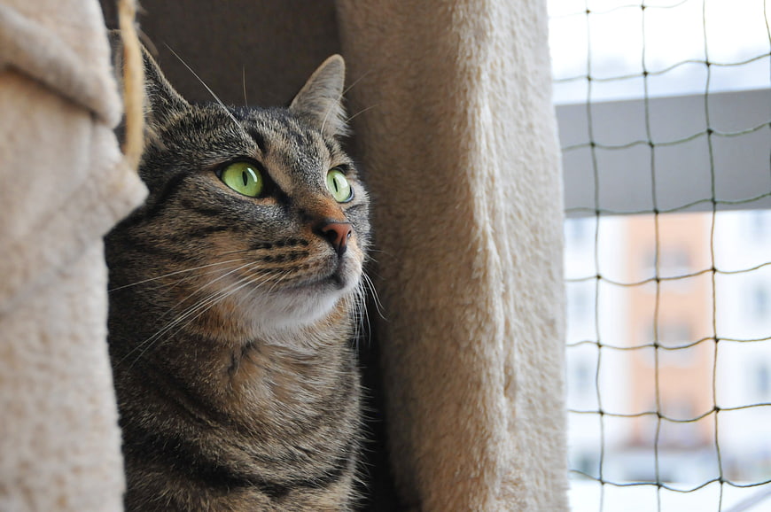 Close-up of a tabby cat with green eyes looking up