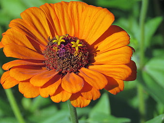 Close-up of vibrant orange zinnia flower in garden