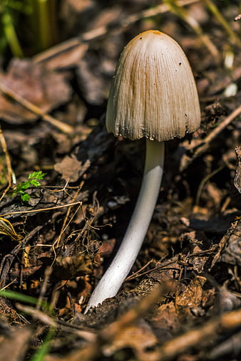Close-up of a brown mushroom growing in forest soil