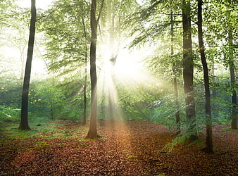 Sunbeams shining through green forest canopy in spring
