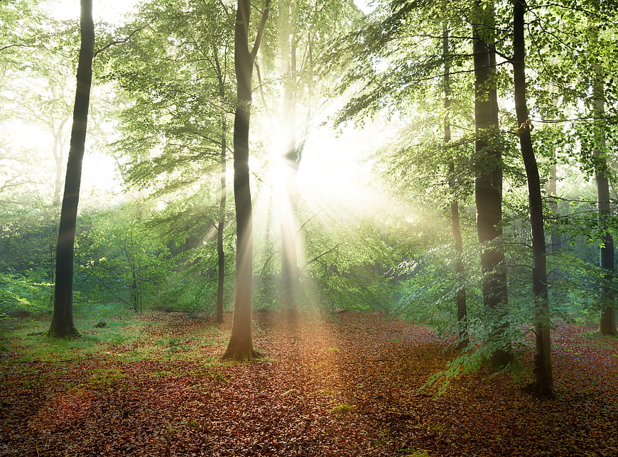 Sunbeams shining through green forest canopy in spring