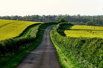 Winding country road through yellow rapeseed fields
