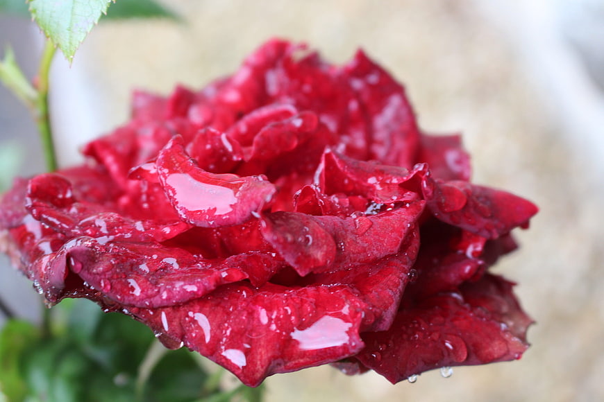 Close-up of a vibrant red rose with water droplets