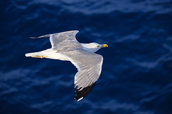 Seagull Flying Over Deep Blue Ocean Water