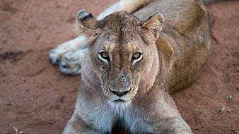 Close-up portrait of a lioness resting on red earth