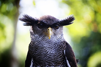 Close-up portrait of a Barred Eagle-Owl with intense stare