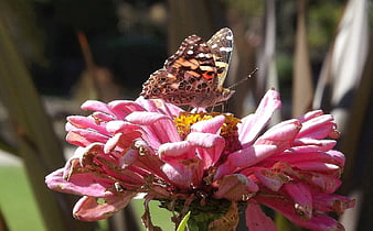 Painted Lady Butterfly Perched On Pink Zinnia Flower