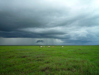 Cows grazing in green field under dramatic storm clouds
