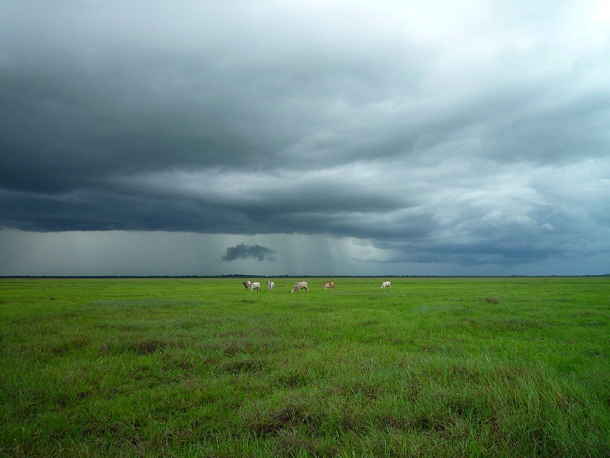Cows grazing in green field under dramatic storm clouds