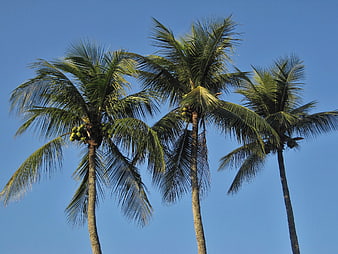 Three Tall Coconut Palm Trees Against Clear Blue Sky