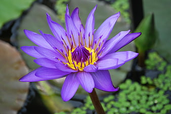Vibrant Purple Water Lily Close-Up in Pond