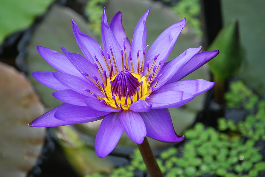 Vibrant Purple Water Lily Close-Up in Pond
