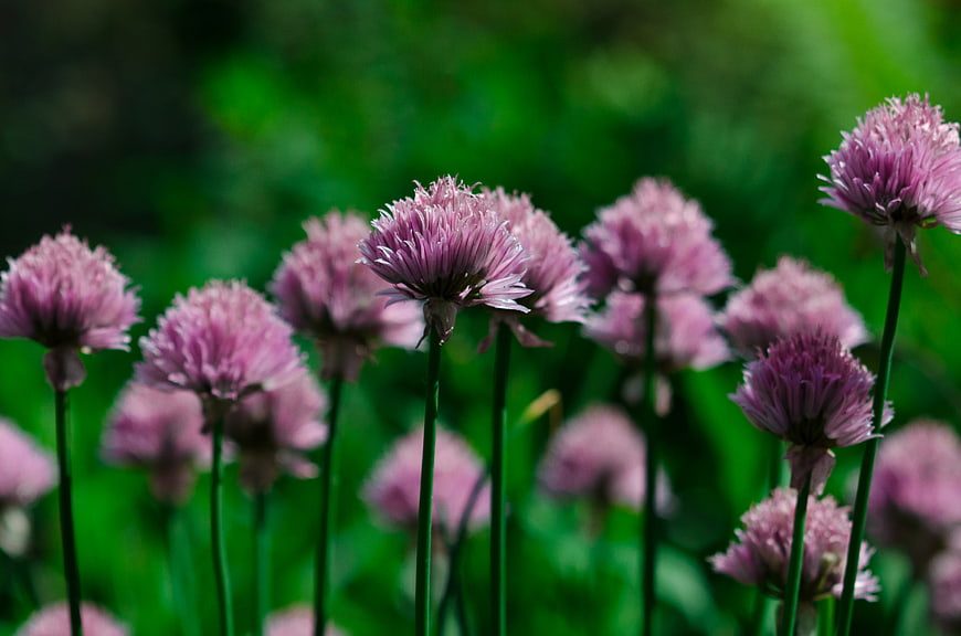 Blooming Purple Chives in a Green Garden