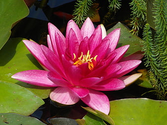 Vibrant Pink Water Lily in Pond
