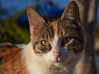Close-up portrait of a calico cat face in sunlight