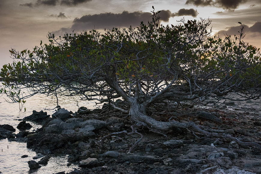 Gnarled coastal tree on rocky shore at sunset